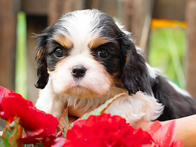 Cavalier King Charles Spaniel puppy for sale