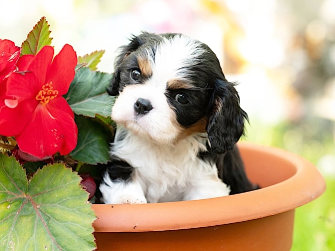 Cavalier King Charles Spaniel puppy for sale