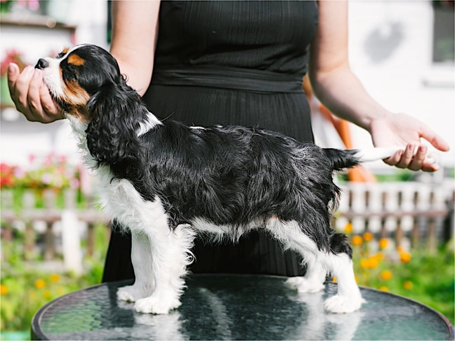 Cavalier King Charles Spaniel puppy for sale