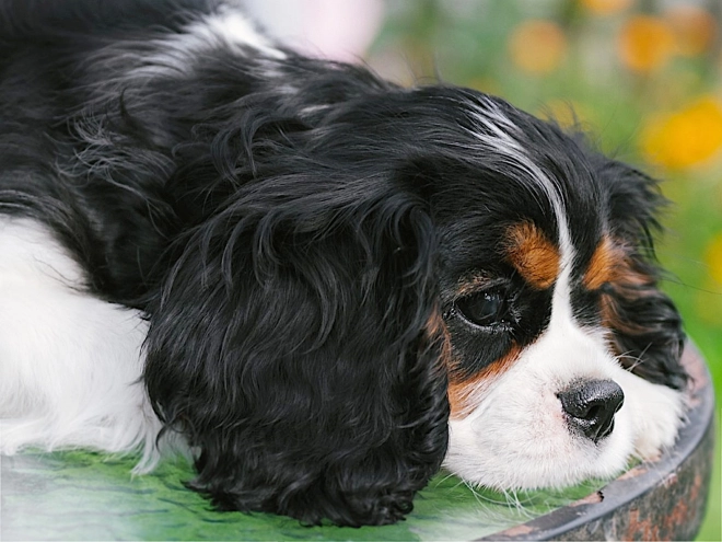 Cavalier King Charles Spaniel puppy for sale