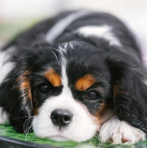 Cavalier King Charles Spaniel puppy for sale
