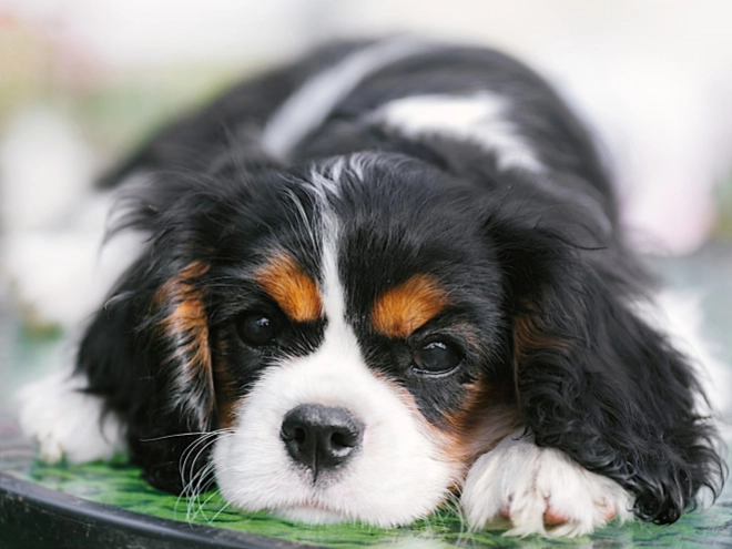 Cavalier King Charles Spaniel puppy for sale