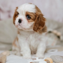 Julia, blenheim Cavalier King Charles Spaniel Welpen kaufen