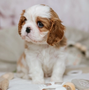 Cavalier King Charles Spaniel Welpe kaufen