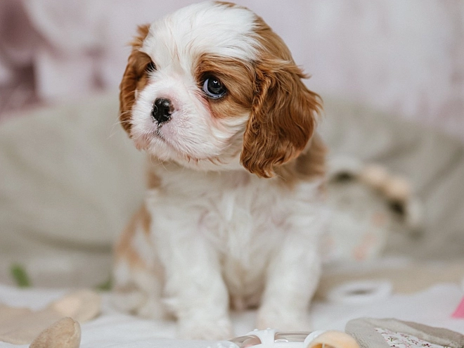 Cavalier King Charles Spaniel Welpe kaufen