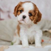 Lovedy, blenheim Cavalier King Charles Spaniel for sale