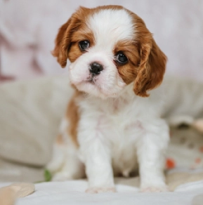 Cavalier King Charles Spaniel Welpe kaufen