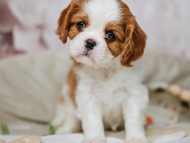 Cavalier King Charles Spaniel Welpe kaufen