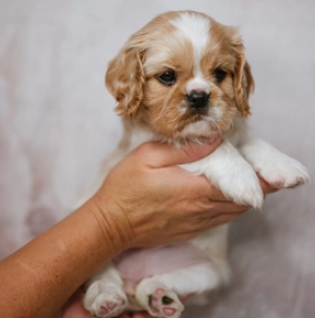 Cavalier King Charles Spaniel Welpe kaufen