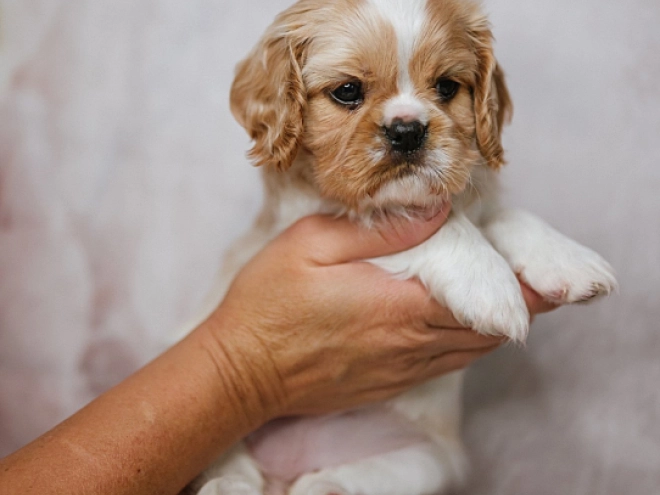 Cavalier King Charles Spaniel Welpe kaufen