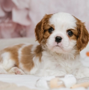 Cavalier King Charles Spaniel Welpe kaufen