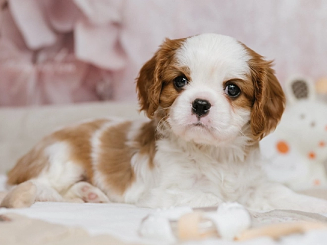 Cavalier King Charles Spaniel Welpe kaufen