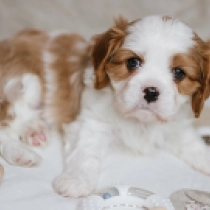 Elliott, blenheim Cavalier King Charles Spaniel for sale