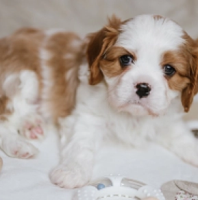 Cavalier King Charles Spaniel Welpe kaufen