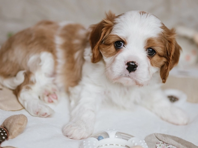 Cavalier King Charles Spaniel Welpe kaufen