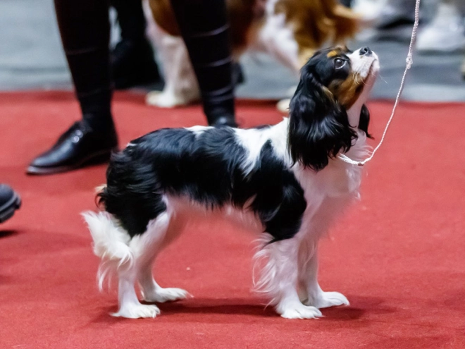 Cavalier King Charles Spaniel puppy for sale