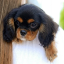 Nina, black and tan Cavalier King Charles Spaniel for sale