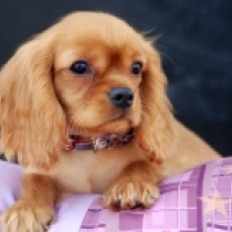 Sheryl, ruby Cavalier King Charles Spaniel for sale