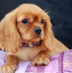 Cavalier King Charles Spaniel Welpe kaufen