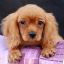 Mack, ruby Cavalier King Charles Spaniel for sale