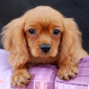 Cavalier King Charles Spaniel Welpe kaufen