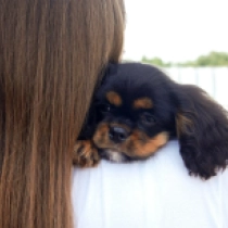 Munchkin, black and tan Cavalier King Charles Spaniel for sale