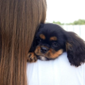 Cavalier King Charles Spaniel Welpe kaufen