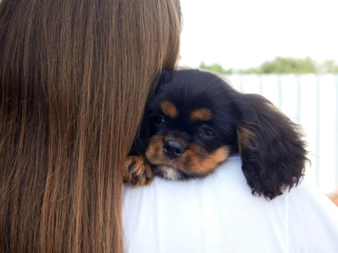 Cavalier King Charles Spaniel puppy for sale