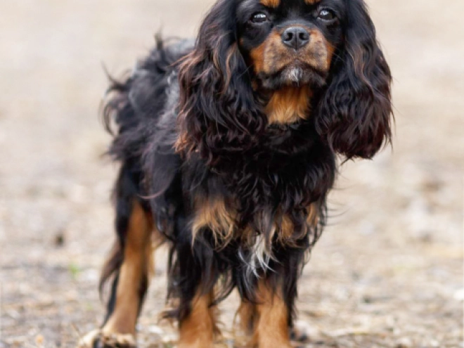 Cavalier King Charles Spaniel puppy for sale