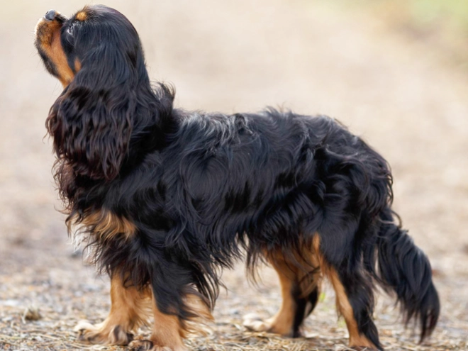Cavalier King Charles Spaniel puppy for sale