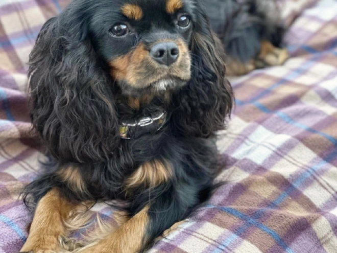Cavalier King Charles Spaniel puppy for sale