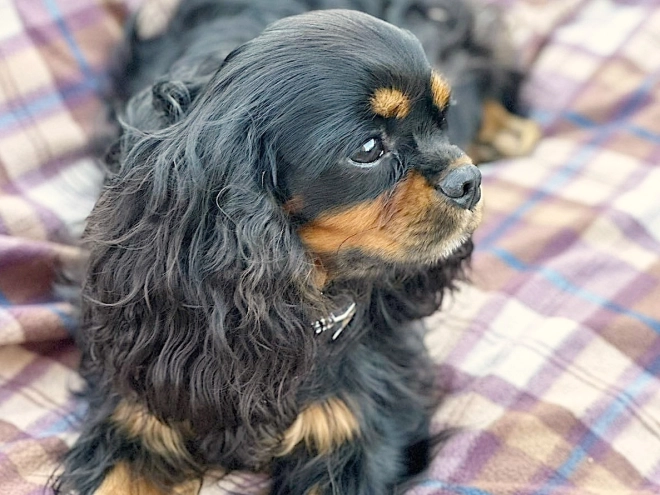 Cavalier King Charles Spaniel puppy for sale
