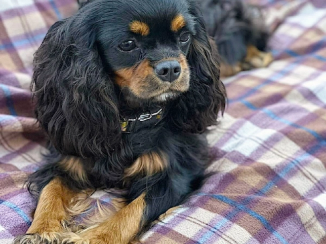 Cavalier King Charles Spaniel puppy for sale