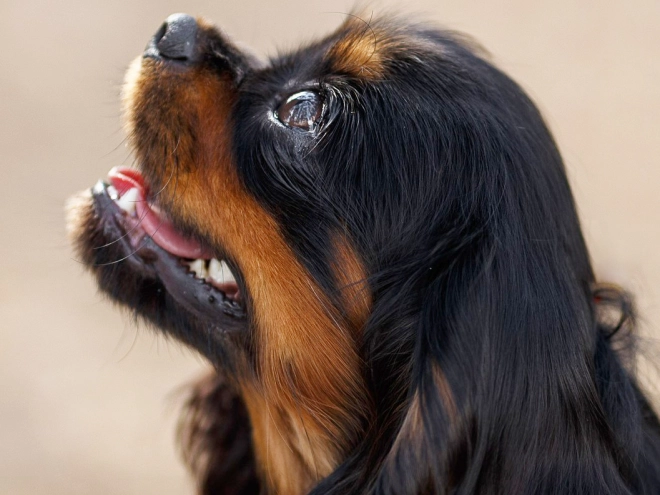 Cavalier King Charles Spaniel puppy for sale