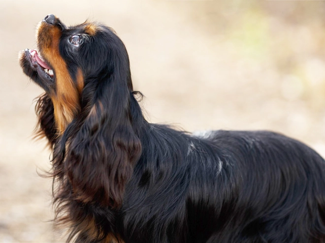 Cavalier King Charles Spaniel puppy for sale