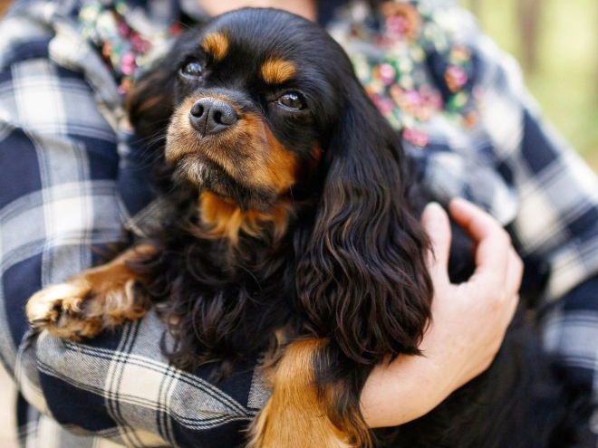 Cavalier King Charles Spaniel puppy for sale
