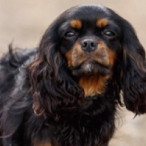 Munchkin, black and tan Cavalier King Charles Spaniel for sale