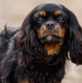 Cavalier King Charles Spaniel puppy for sale