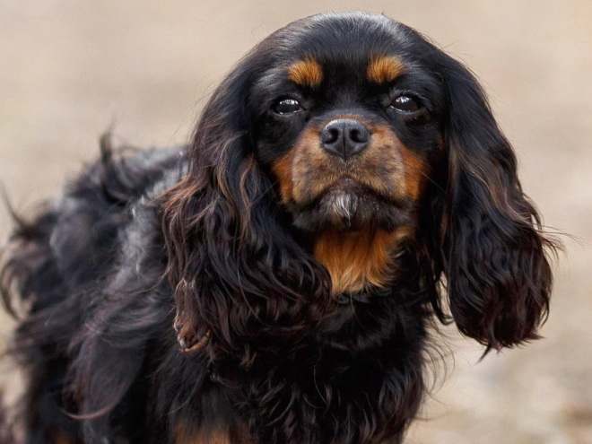 Cavalier King Charles Spaniel puppy for sale