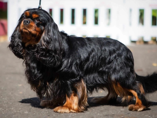 Cavalier King Charles Spaniel puppy for sale