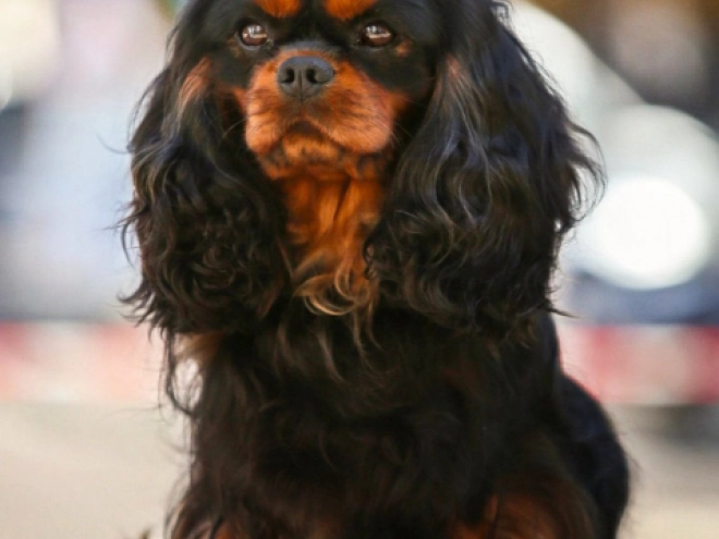 Cavalier King Charles Spaniel puppy for sale