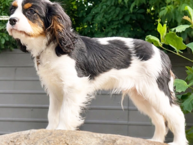 Cavalier King Charles Spaniel puppy for sale