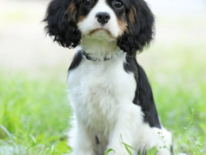 Cavalier King Charles Spaniel puppy for sale