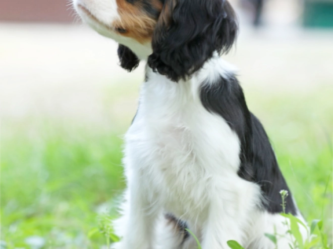 Cavalier King Charles Spaniel puppy for sale