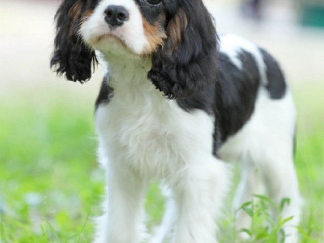 Cavalier King Charles Spaniel puppy for sale