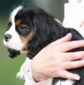 Cavalier King Charles Spaniel puppy for sale
