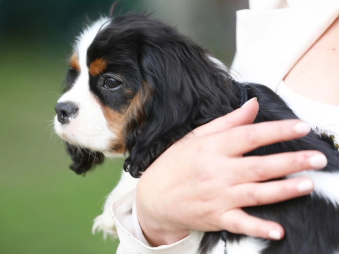 Cavalier King Charles Spaniel puppy for sale