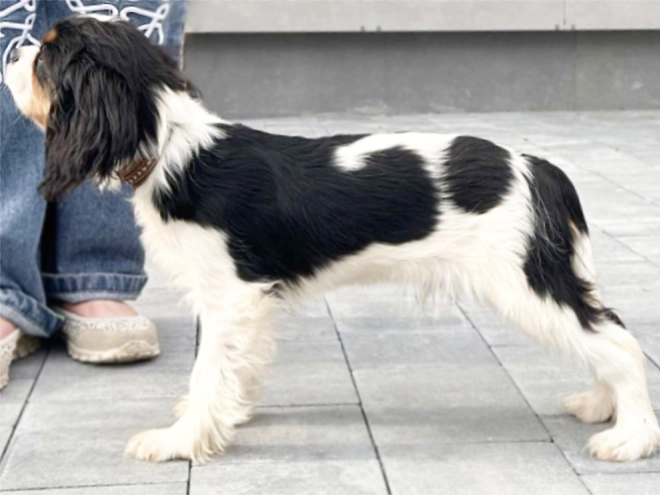 Cavalier King Charles Spaniel puppy for sale