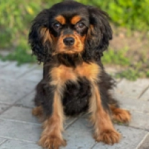 Emily, black and tan Cavalier King Charles en venta