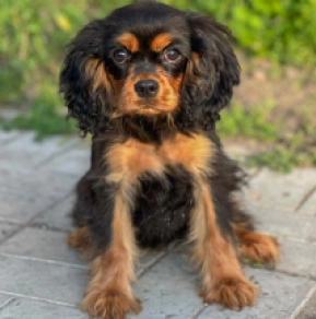 Perros Cavalier King Charles en venta